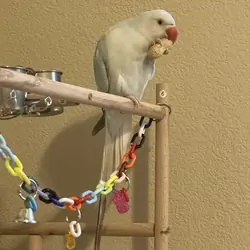 Female Indian Ring neck