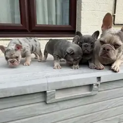 French Bull Dog Blue And White/Grey