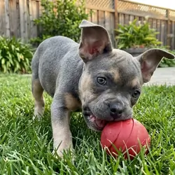 Adorable 10-Week-Old French Pitbull Puppy