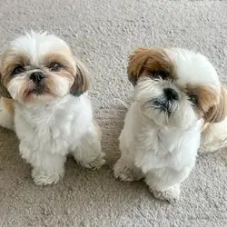 Shih Tzu puppies Available