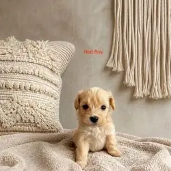 Adorable 🥰 Toy Poodle puppies