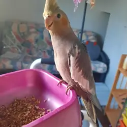 11 Week Old Cockatiel For Sale