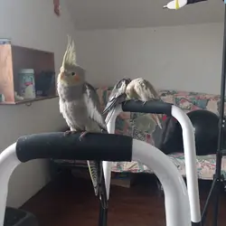 11 Week Old Cockatiel For Sale