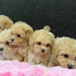 Joy bringer poodle puppies near me