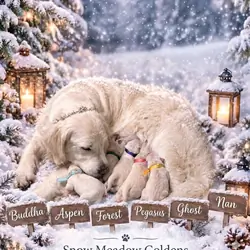 English Cream Golden Retriever
