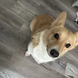 Corgi