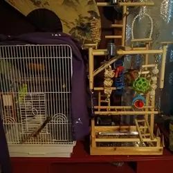 Parakeet