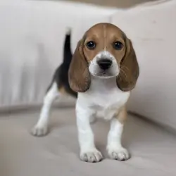 AKC Beagle