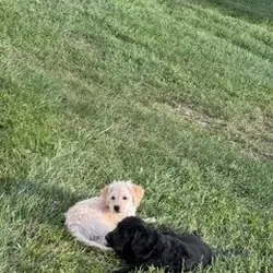 Puppies