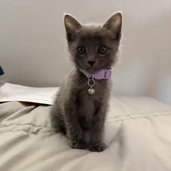 Russian Blue Mix Kitten