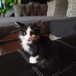Tuxedo kitten