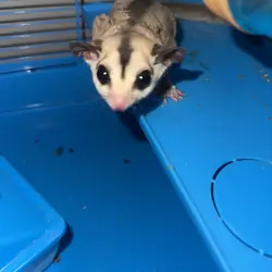 Female Sugar Glider