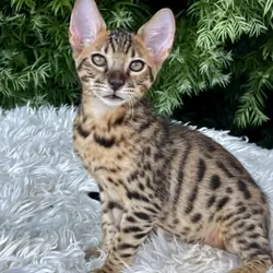 Kitten