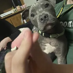 Pit bull