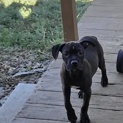 Cane Carso Pit Mix