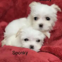 Puppies