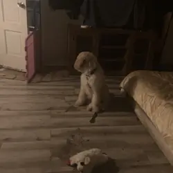 puppy 4 mosvery active food motivated for sale