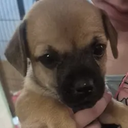 Puppies