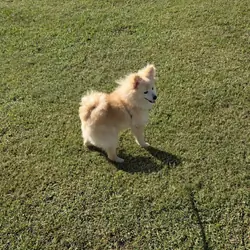 Monstro Puppy