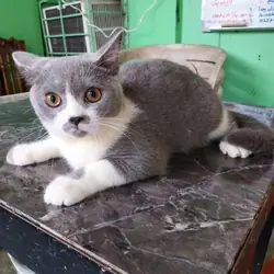 Beautiful Gray & White Cat – Friendly, Playful