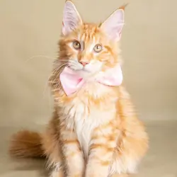 Beautiful Orange Long-Haired Male Cat – Friendly