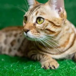 Beautiful Brown Spotted Bengal-Type Cat Looking