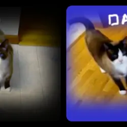 Snowshoe Kitten
