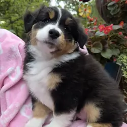 Miniature American Shepherds