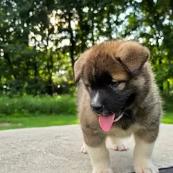 Akita Puppies Ready For Sale