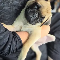 Lilly Girl | Fawn Pug Puppy