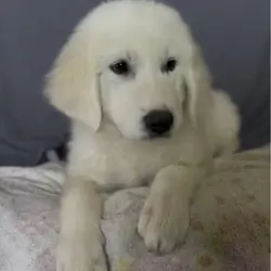 Female Great Pyrenees 🐾