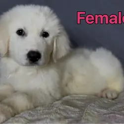 Female Great Pyrenees 🐾