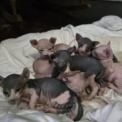 Sphynx cat