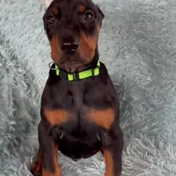 Doberman puppies
