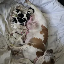 Bassett hound puppies