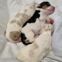 Bassett hound puppies