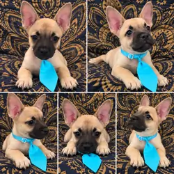 Frenchie Dachshund “French Bull Weenie” Boy