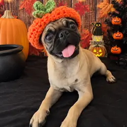 Pug girl sweet baby