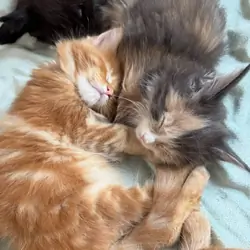 Full Maine Coon Kittens Euro