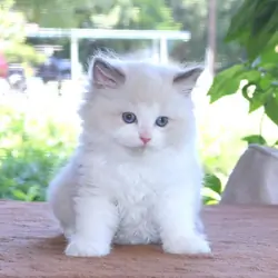 Pure Ragdoll Kittens males and females ready