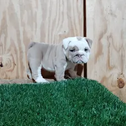 English Bulldog Pup and Adults