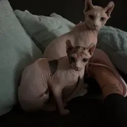 Sphynx cats