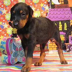 PUPPY
