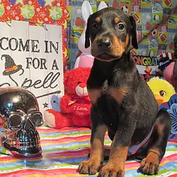 PUPPY