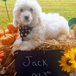 Bichon Frise "Jack"