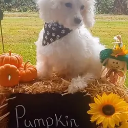 Bishon Frise -Pumkin