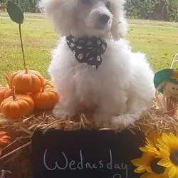 Bishon Frise