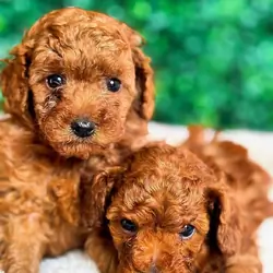 Poodle Puppies available