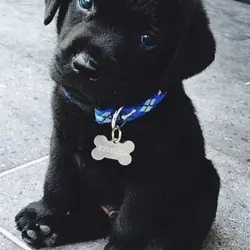 Labrador Puppies Available
