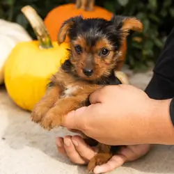 AKC yorkie male puppy in Indiana (Jonni)